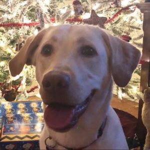 Meet your Posher, Gladys